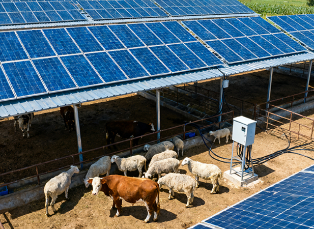 Animal Husbandry and Aquaculture